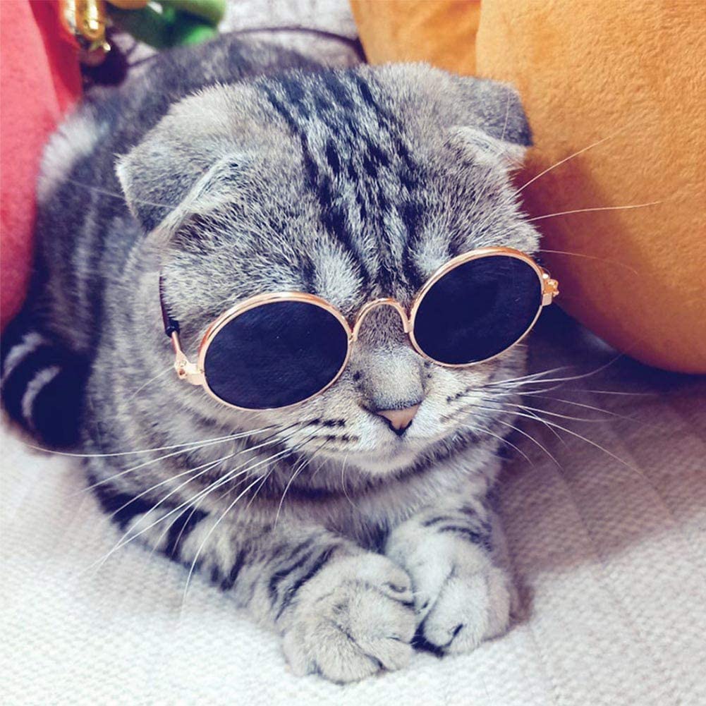 Chat best sale à lunettes