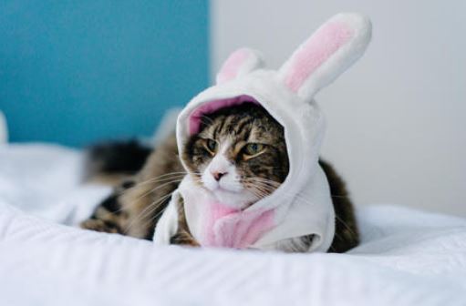déguisement lapin pour chat