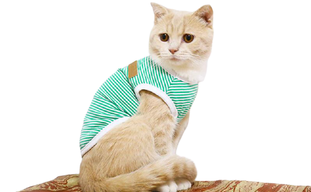 vêtement pour chat vert