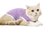 vêtement pour chat violet